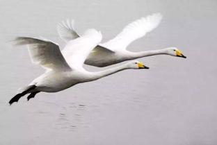 天鹅娱乐资讯吃瓜视频,揭秘吃瓜视频背后的热点事件